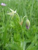 Geranium collinum. Верхушка цветущего побега. Краснодарский край, между станицами Шкуринская и Канеловская, пойменный луг. 17.06.2020.