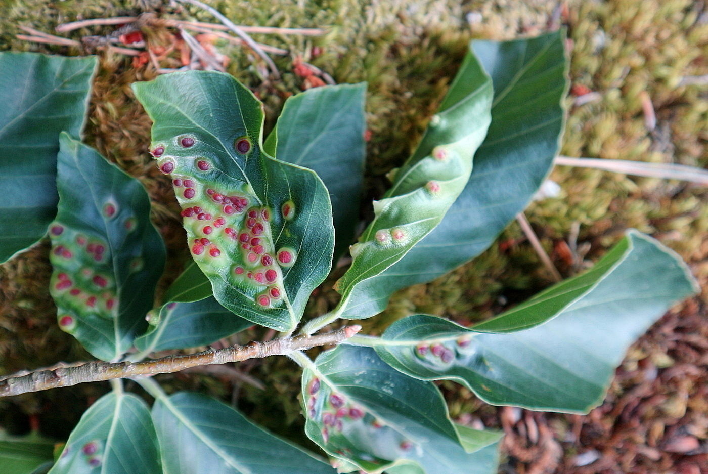 Изображение особи Fagus orientalis.