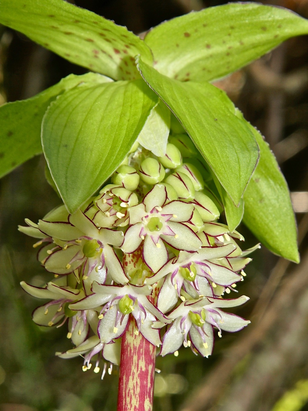 Изображение особи Eucomis bicolor.