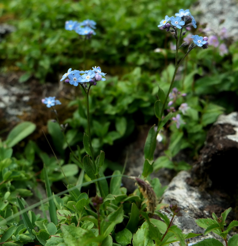 Изображение особи род Myosotis.