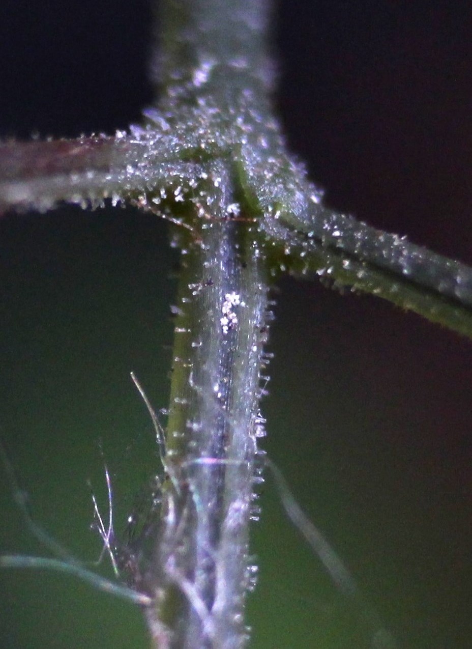 Image of Gymnocarpium continentale specimen.