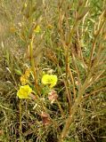 Oenothera