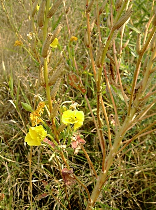 Изображение особи род Oenothera.