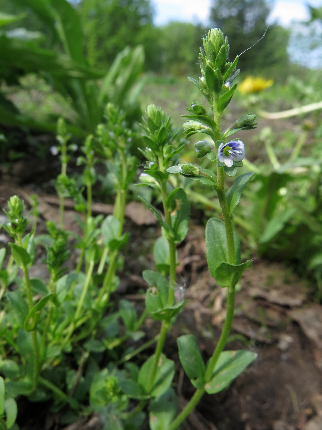 Image of Veronica serpyllifolia specimen.