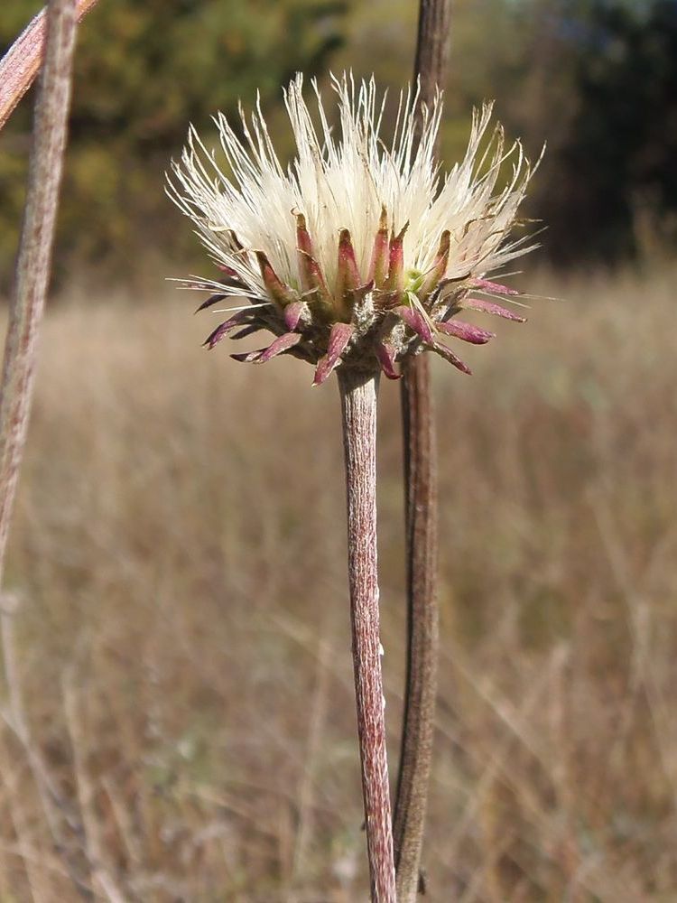 Image of Jurinea pseudocyanoides specimen.