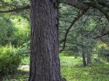 Larix kaempferi