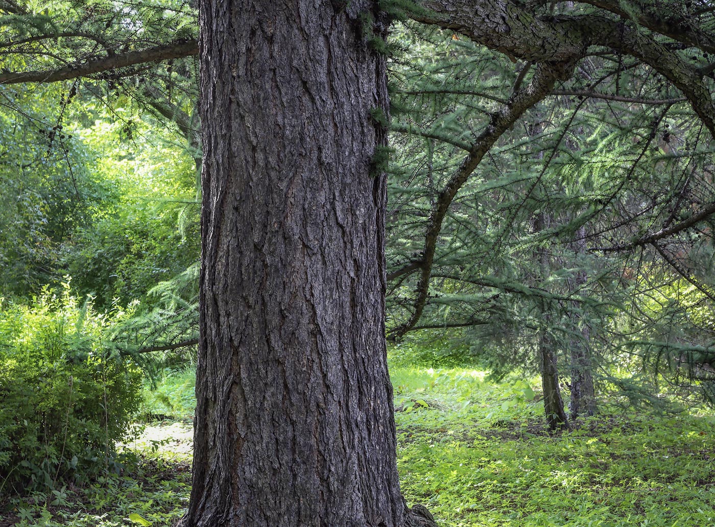 Image of Larix kaempferi specimen.