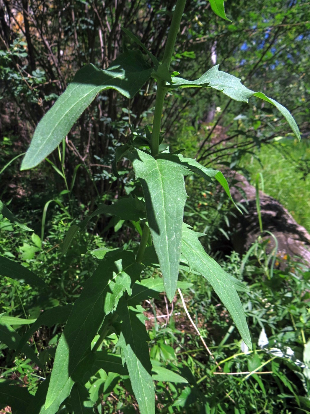 Изображение особи Hieracium veresczaginii.