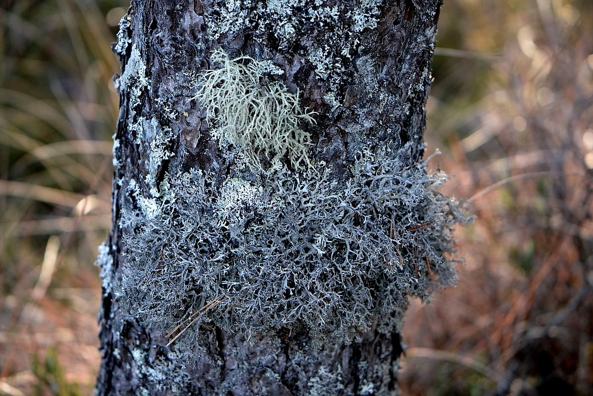 Изображение особи Pseudevernia furfuracea.