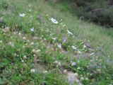 Gypsophila elegans