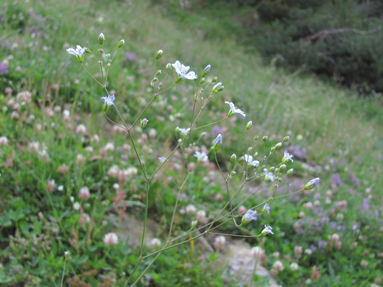 Image of Gypsophila elegans specimen.