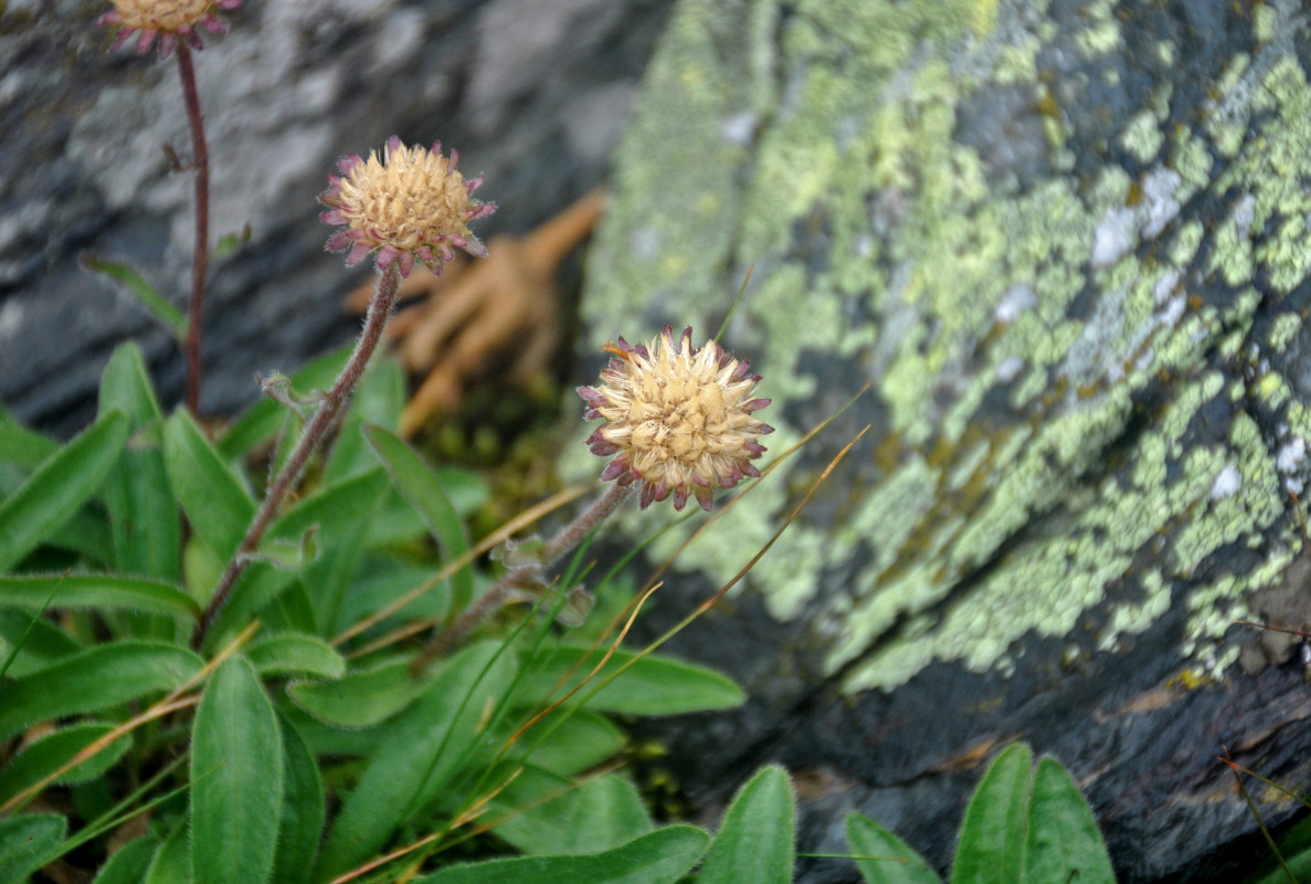 Изображение особи Aster alpinus.