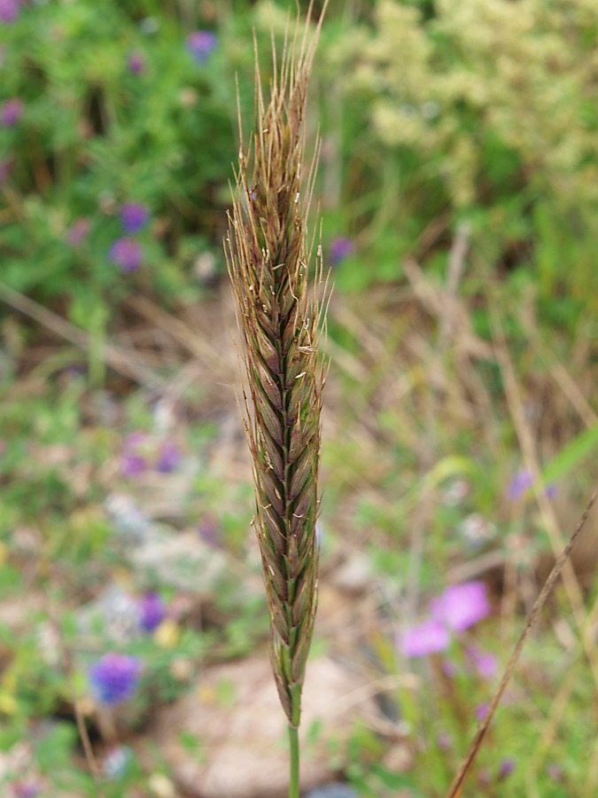Изображение особи род Elymus.