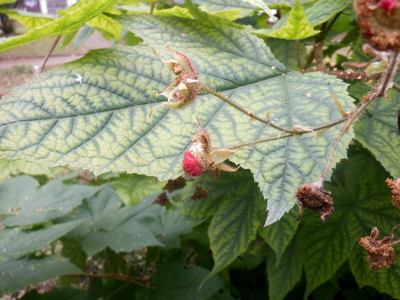 Изображение особи Rubus odoratus.