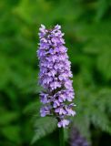 Dactylorhiza fuchsii. Соцветие. Московская обл., гор. округ Мытищи, окр. дер. Сорокино, опушка смешанного леса. 29.06.2020.