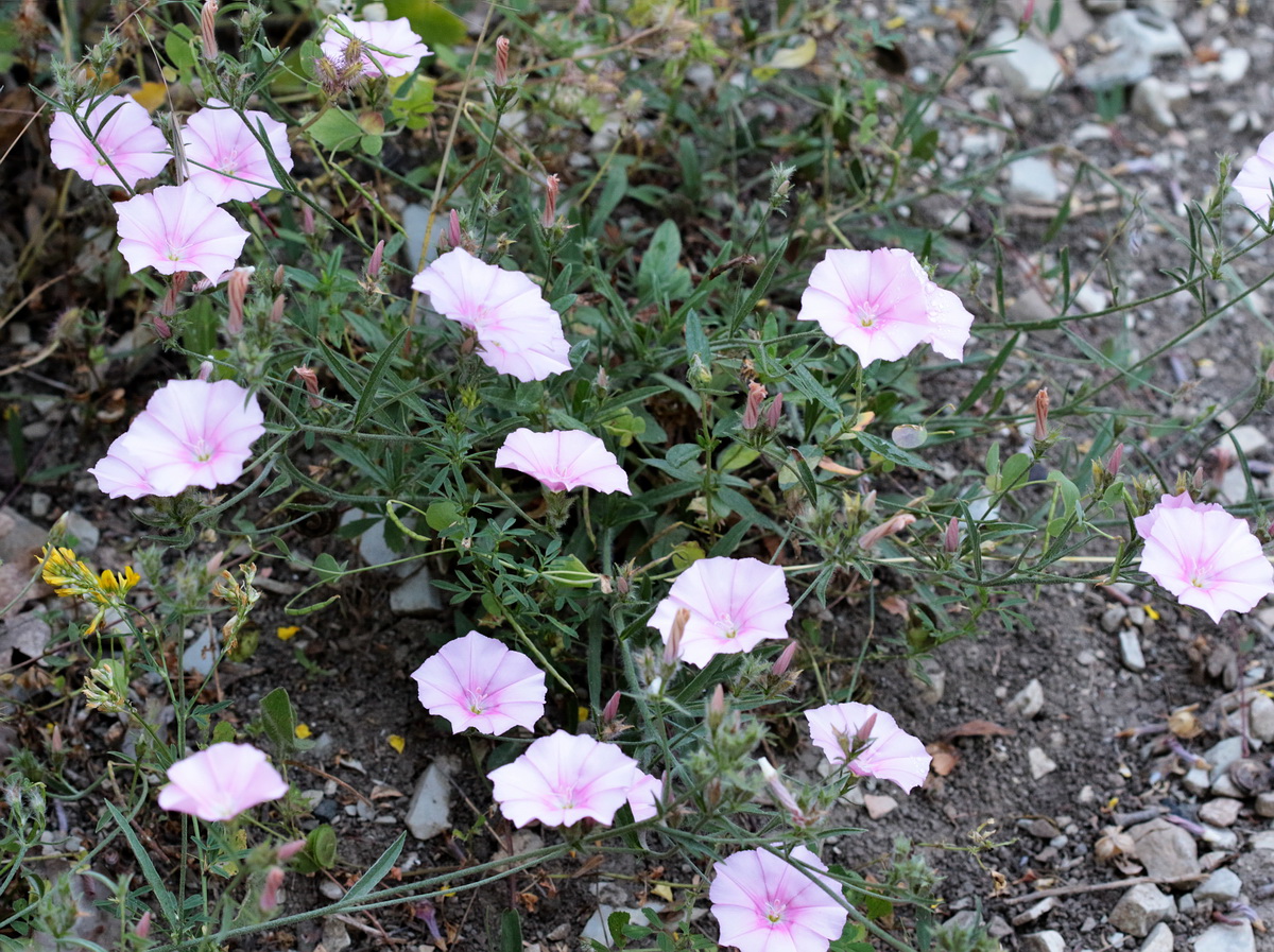 Image of Convolvulus cantabrica specimen.