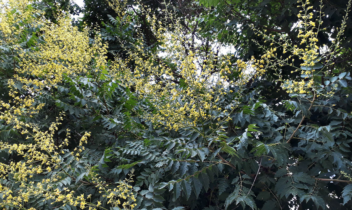 Image of Koelreuteria paniculata specimen.