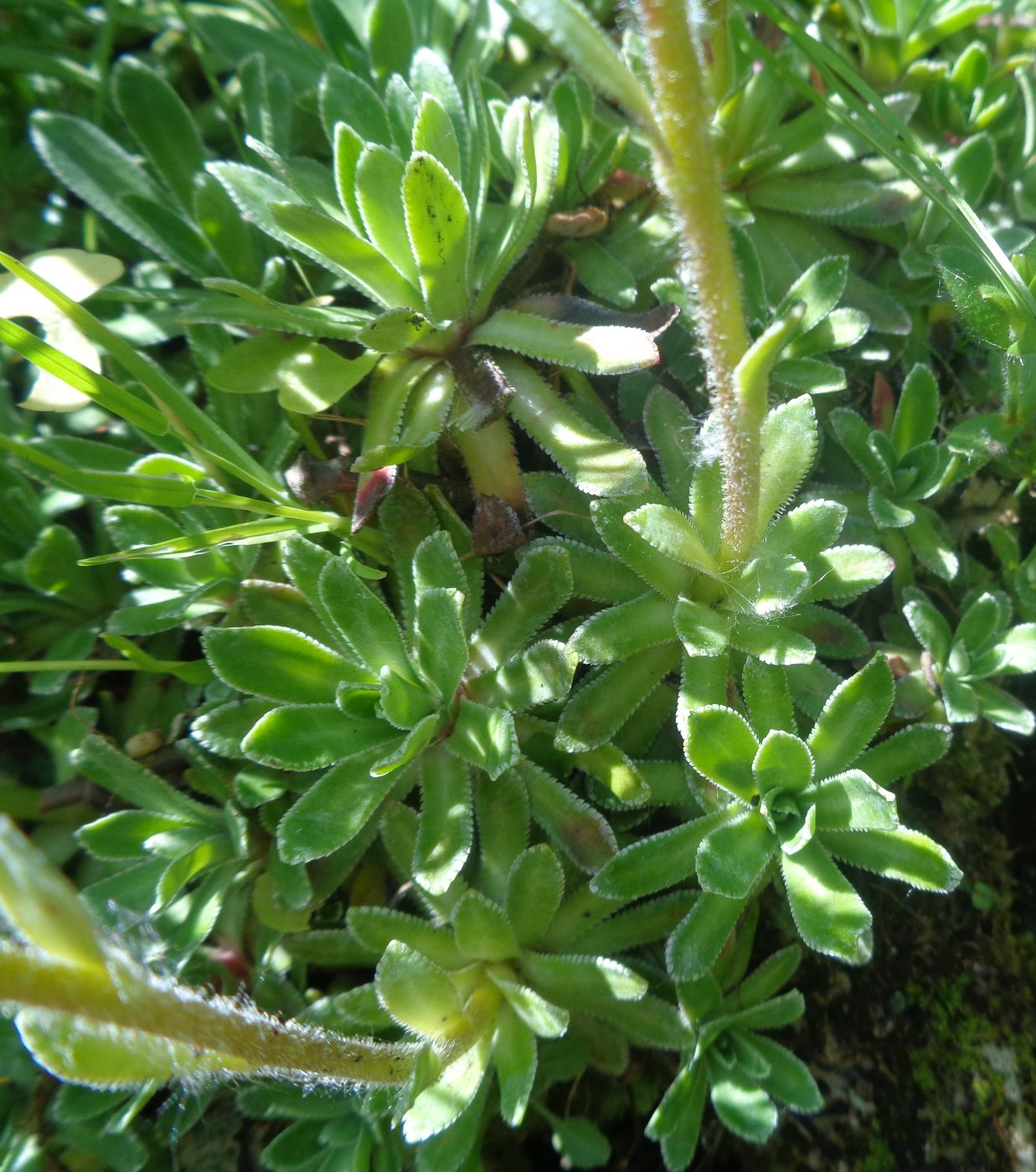 Image of genus Saxifraga specimen.