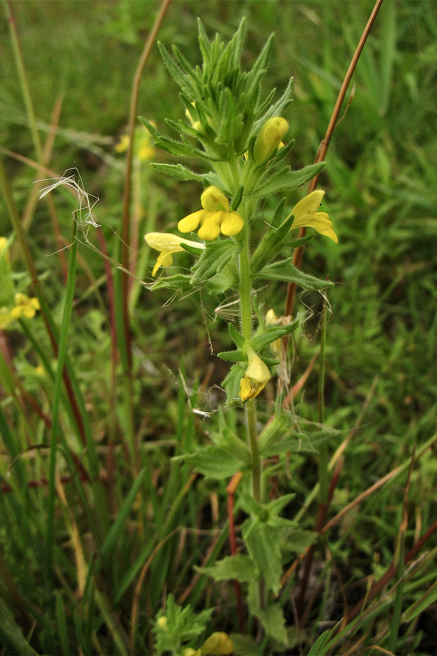 Image of Parentucellia viscosa specimen.