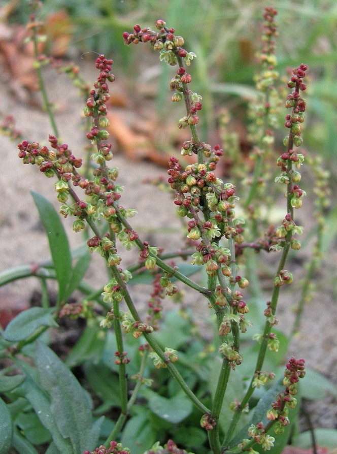 Изображение особи Rumex acetosella.