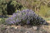 Veronica capsellicarpa