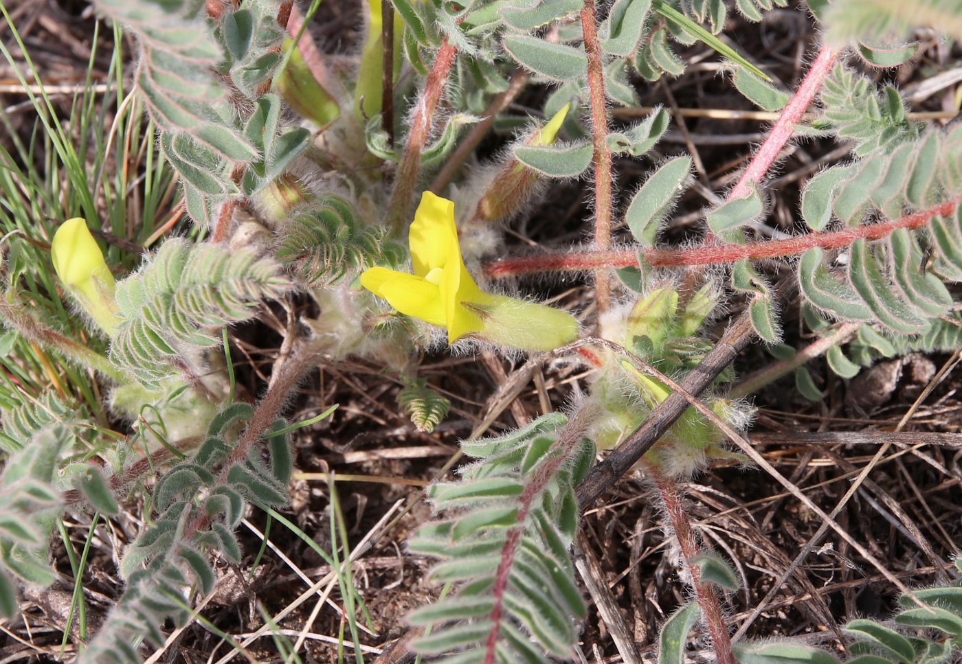 Изображение особи Astragalus buchtormensis.