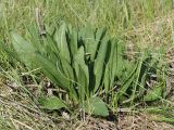 Senecio schwetzowii