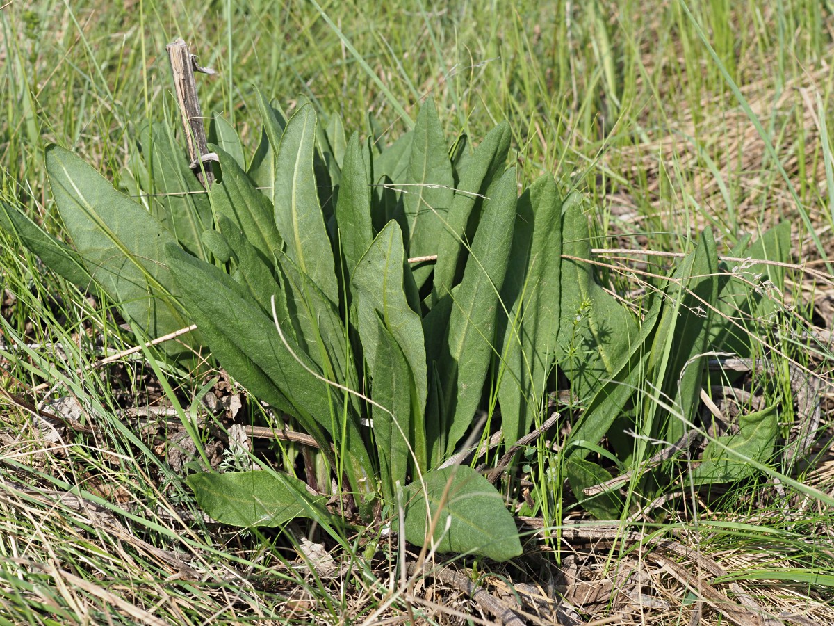 Изображение особи Senecio schwetzowii.