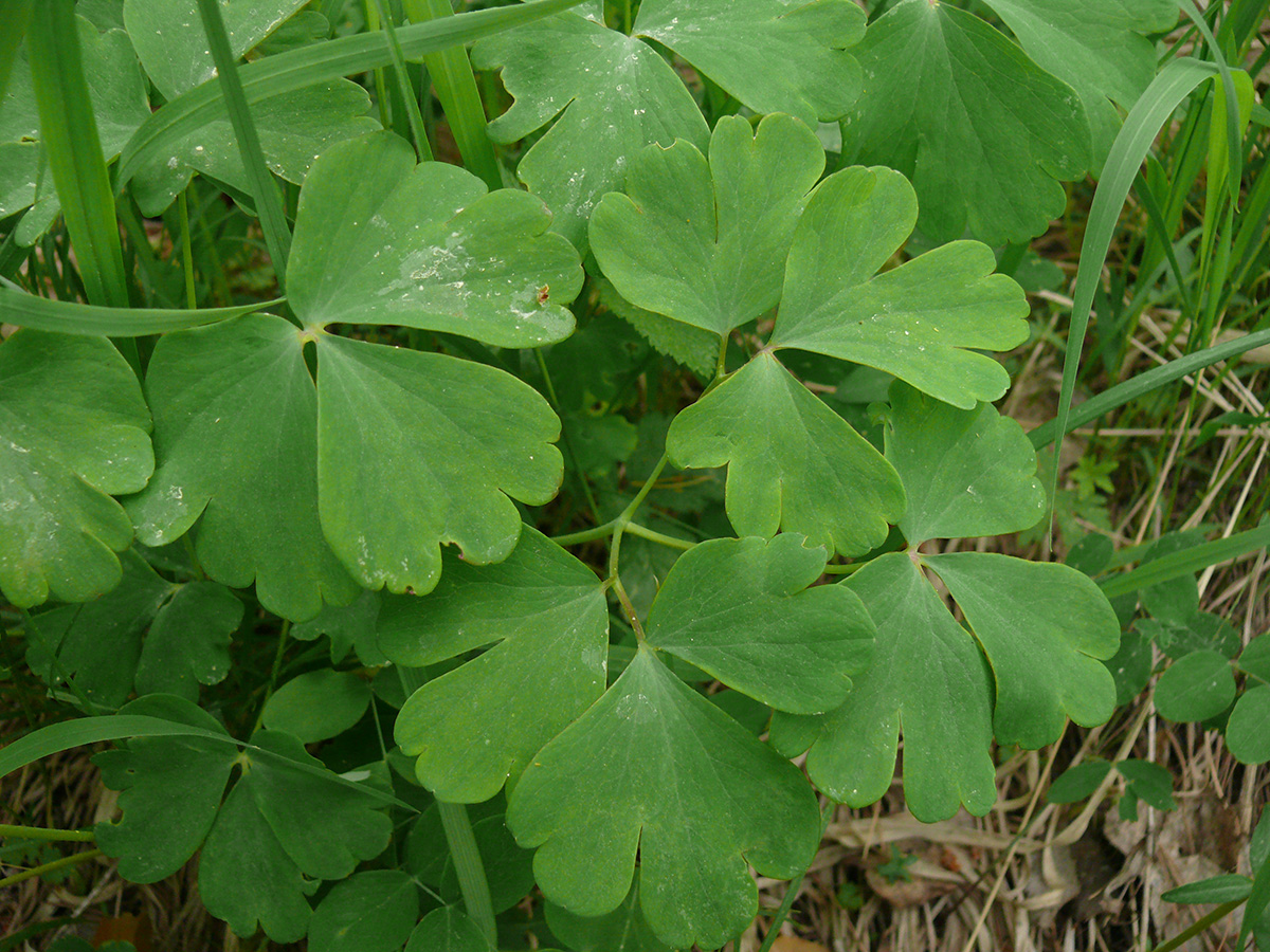 Изображение особи Aquilegia sibirica.