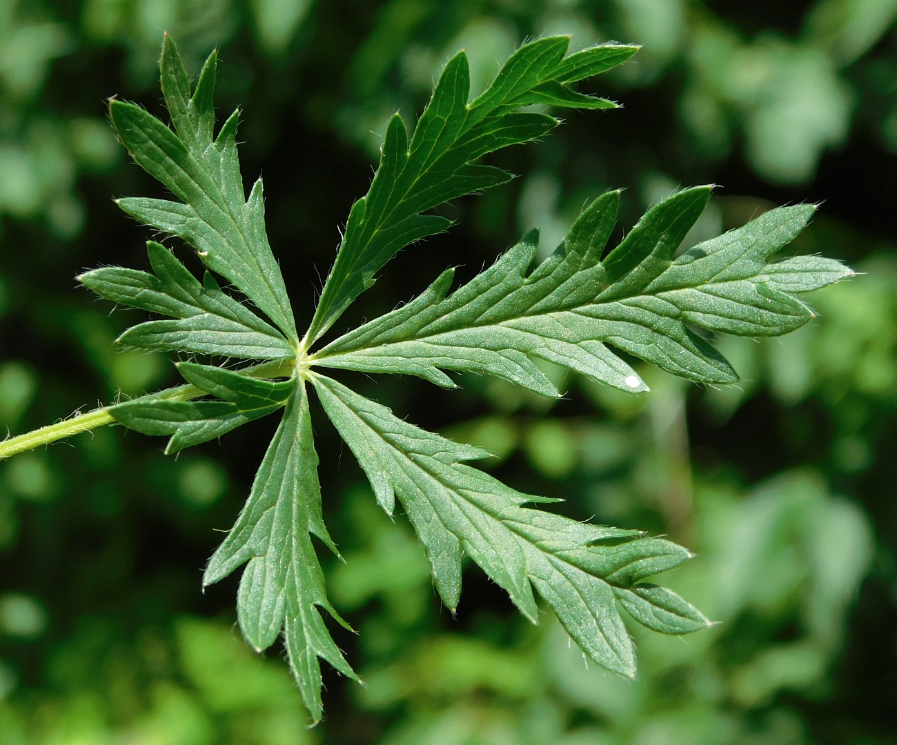 Изображение особи Potentilla canescens.