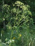 Heracleum sibiricum