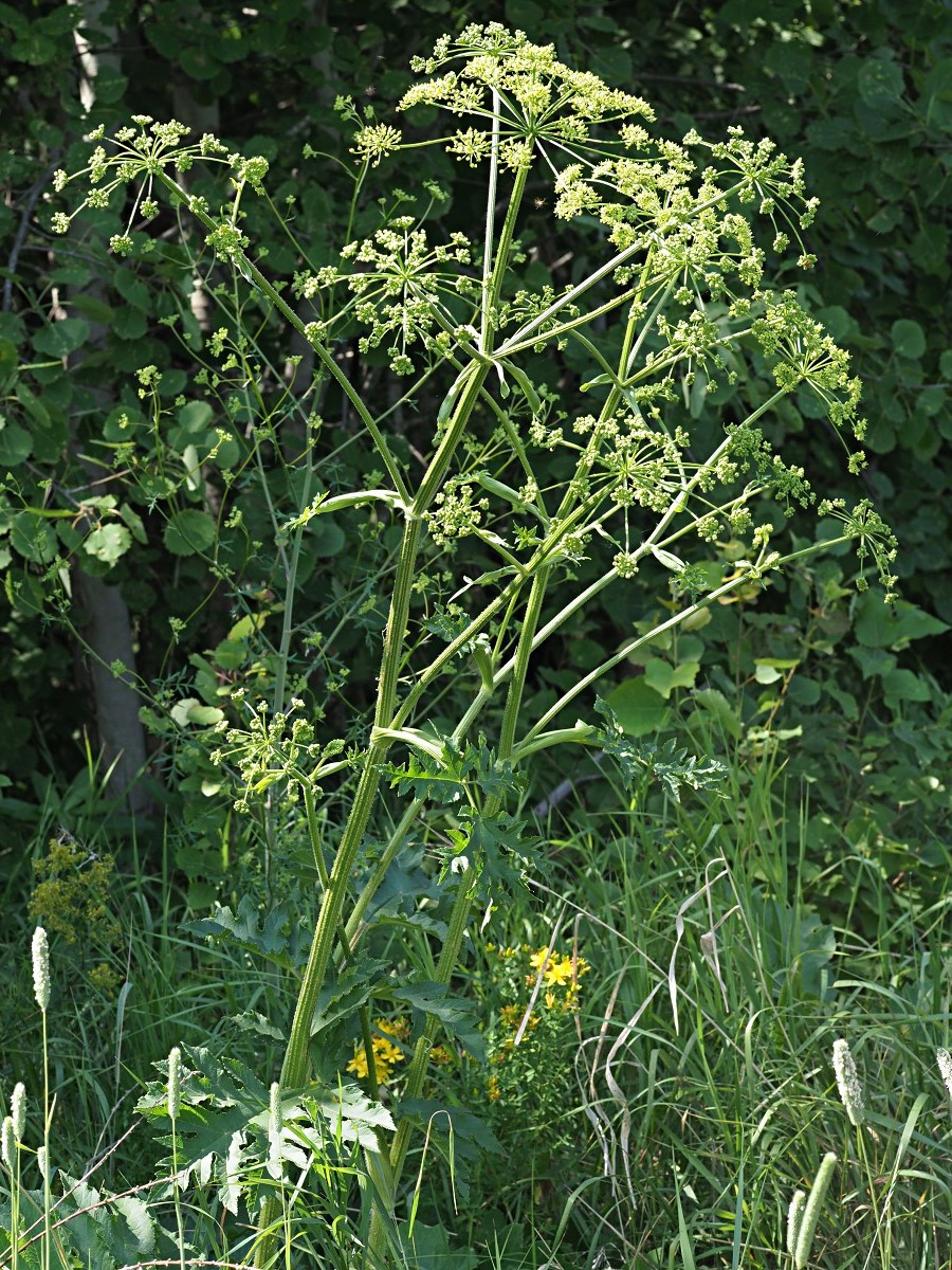 Image of Heracleum sibiricum specimen.