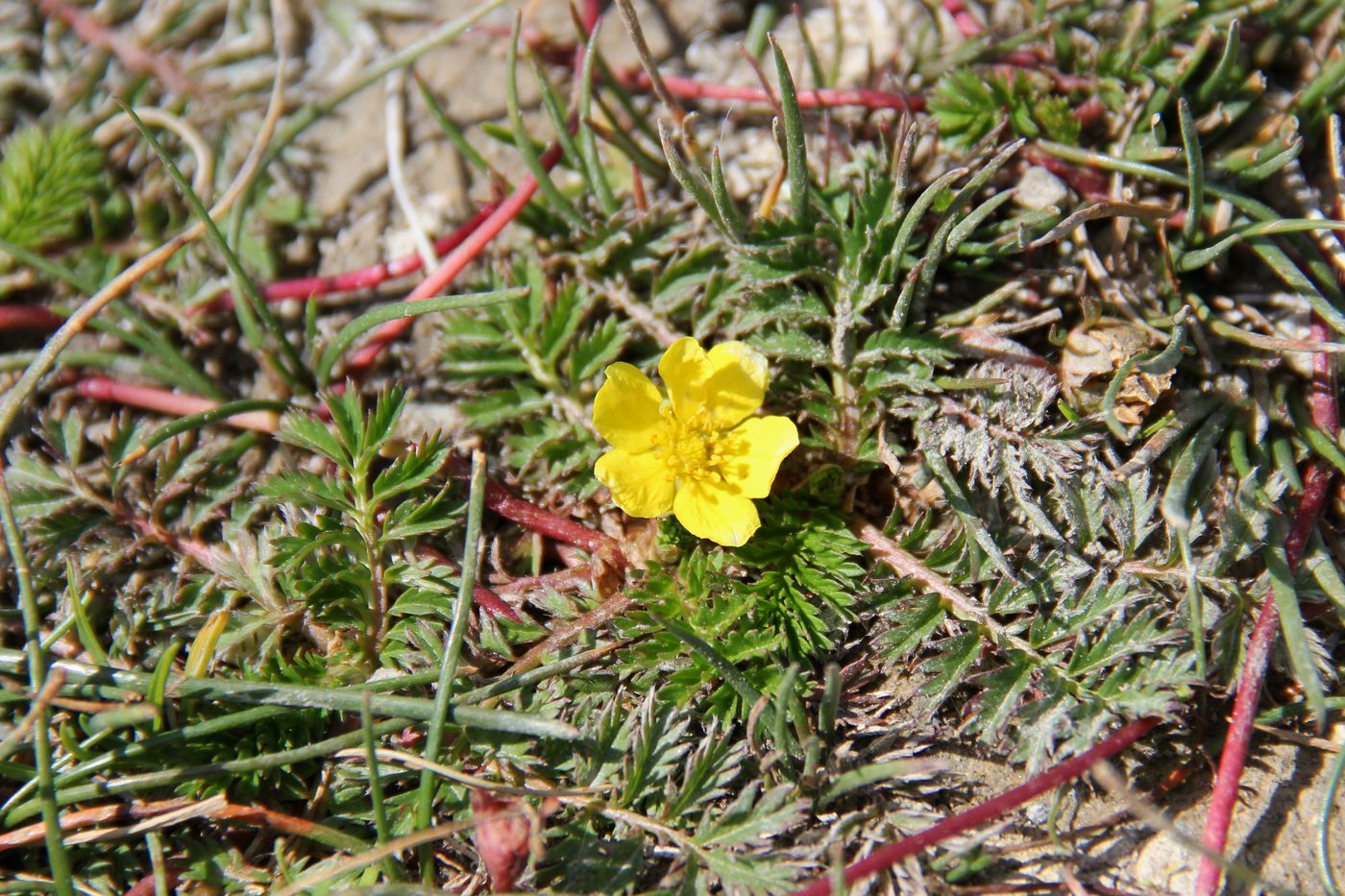 Image of Potentilla anserina specimen.