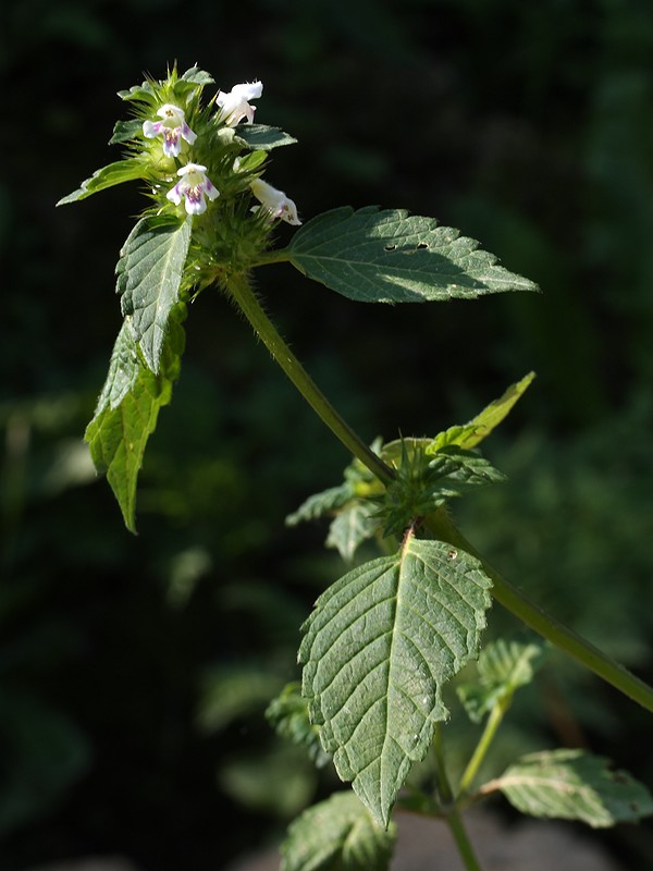 Изображение особи Galeopsis tetrahit.