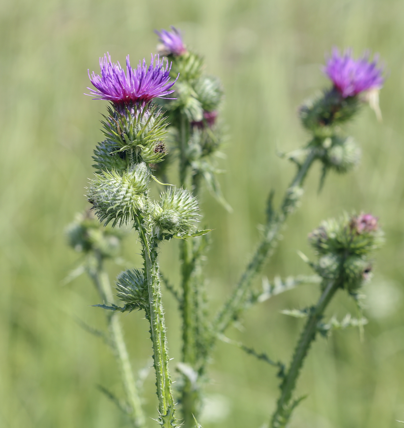 Изображение особи Carduus crispus.