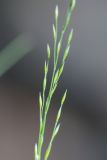 Poa nemoralis