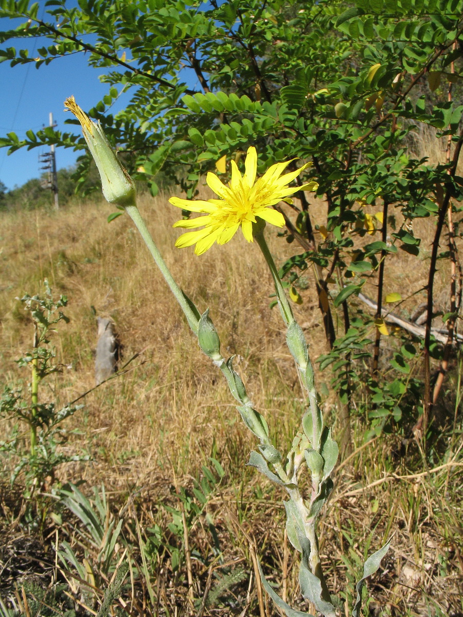 Изображение особи Tragopogon orientalis.