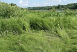 Equisetum fluviatile