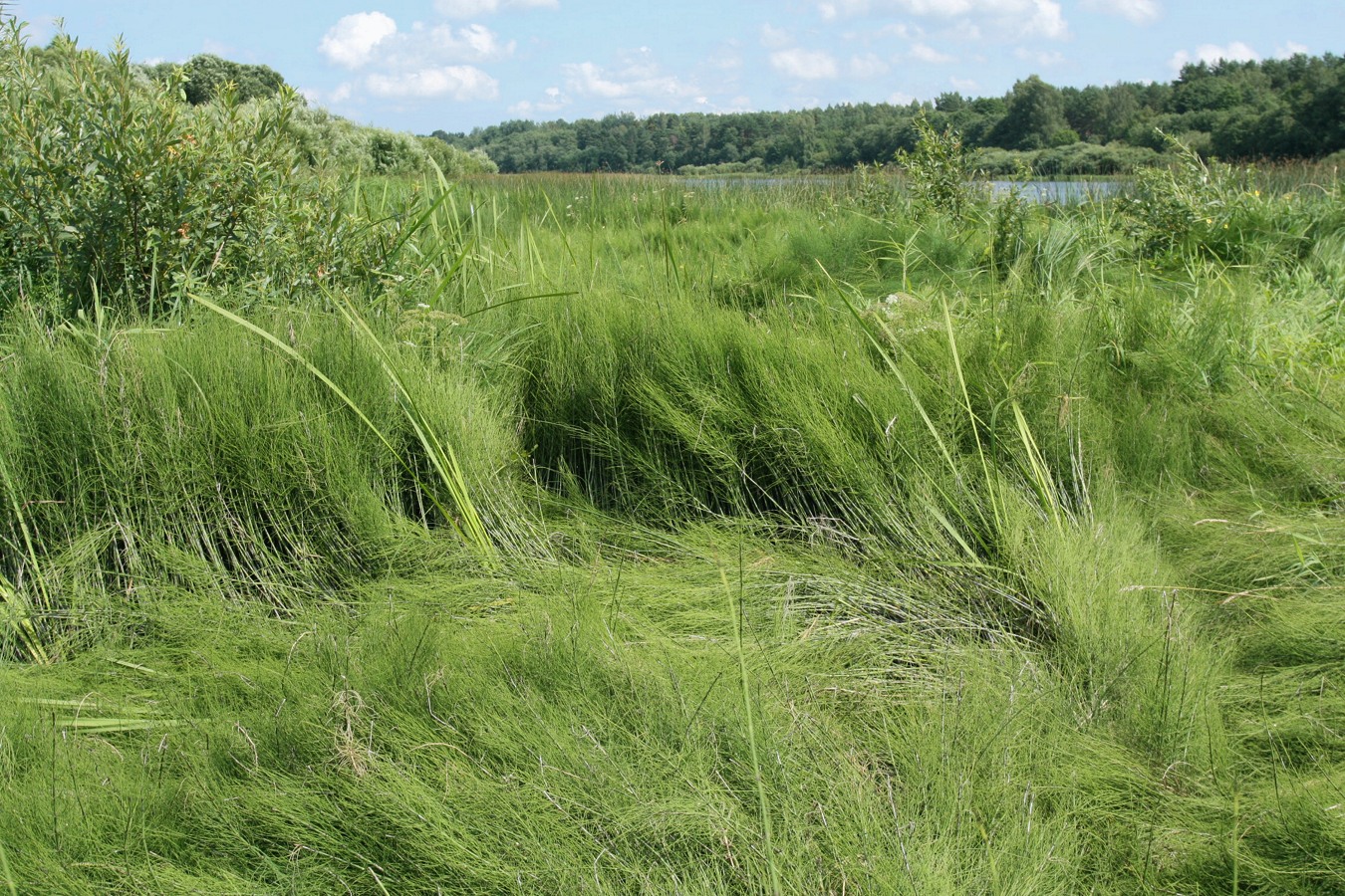 Image of Equisetum fluviatile specimen.