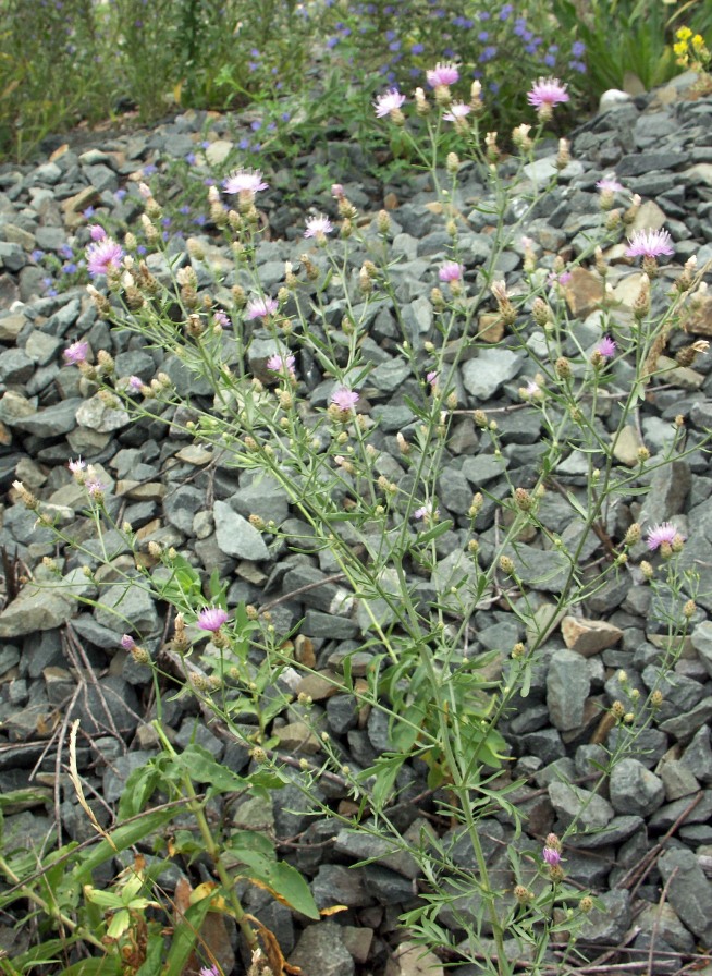 Image of Centaurea biebersteinii specimen.