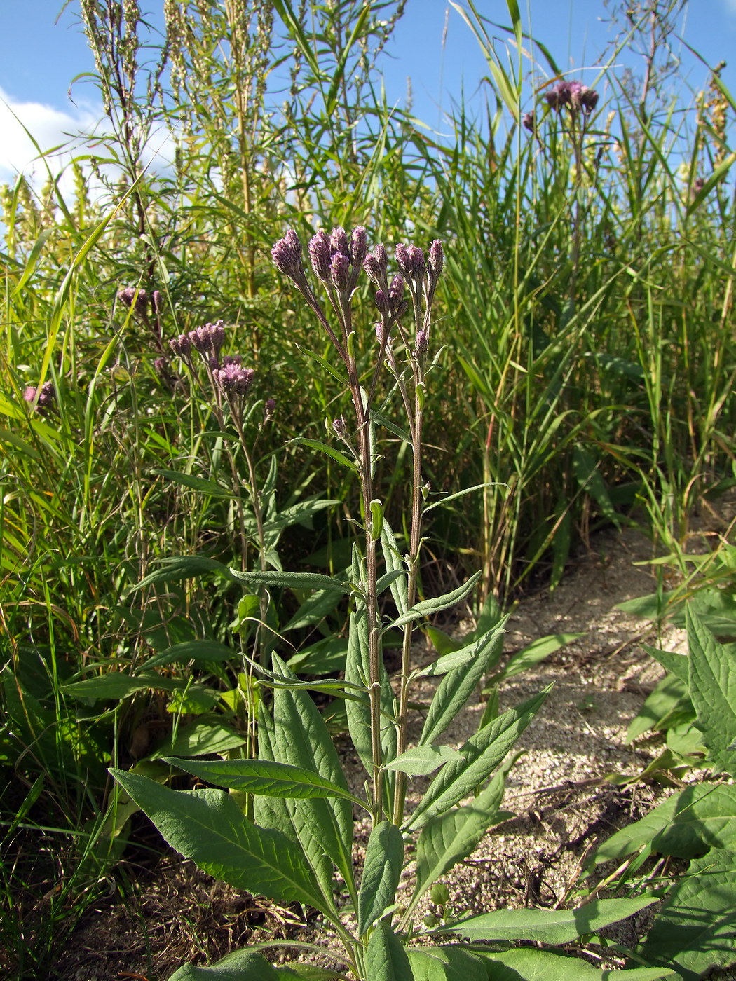 Изображение особи Saussurea amara.