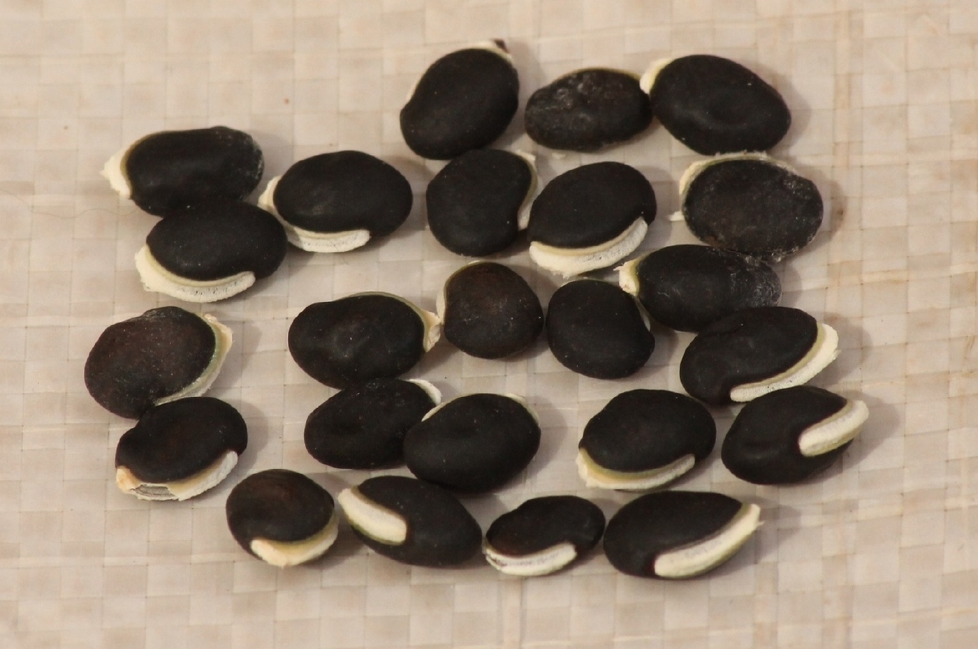 Image of Dolichos purpureus specimen.