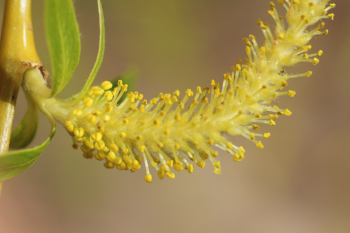 Изображение особи Salix × sepulcralis.