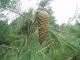 Pinus halepensis