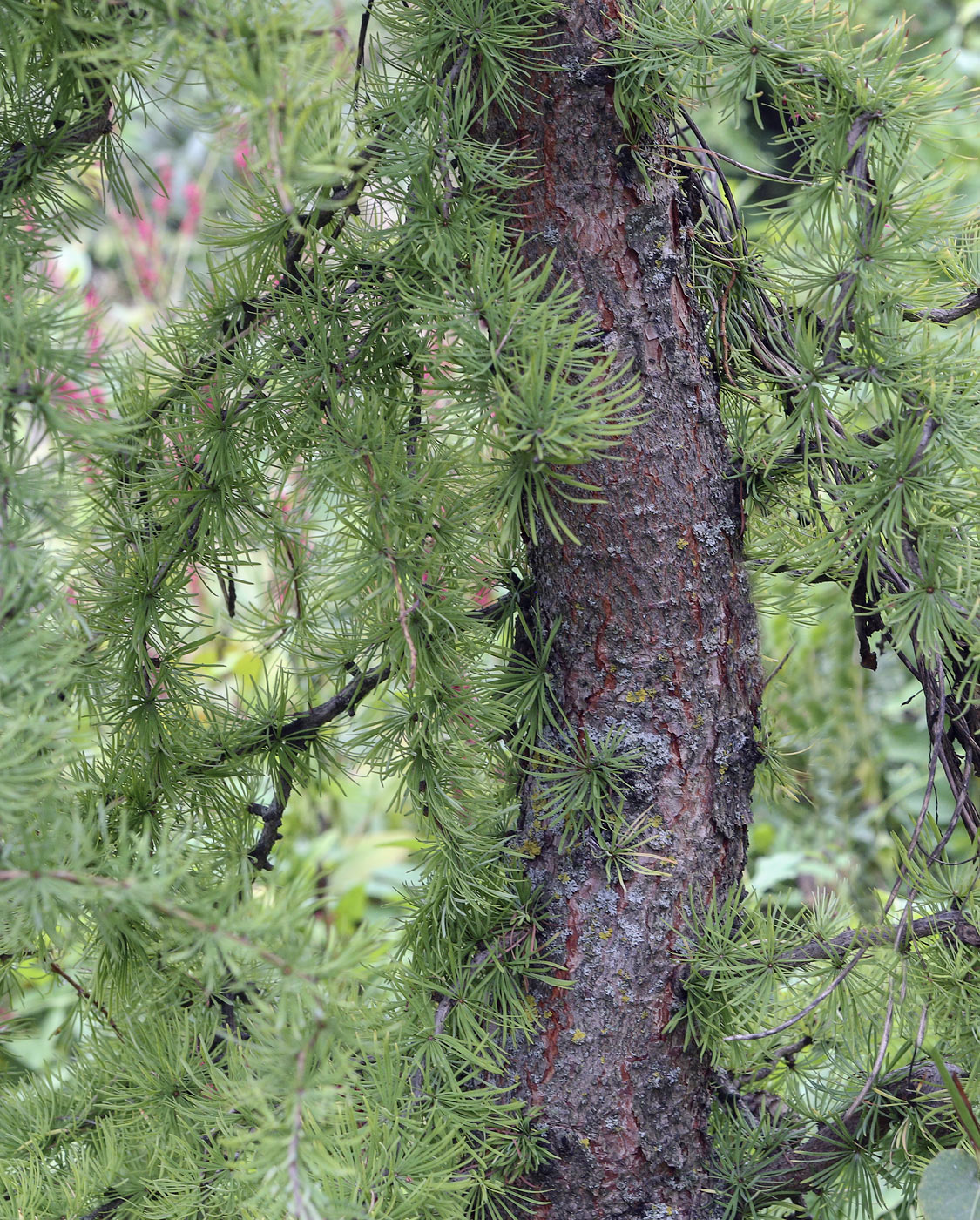 Image of Larix kaempferi specimen.