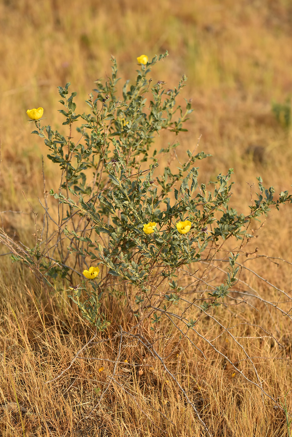 Image of Rosa persica specimen.