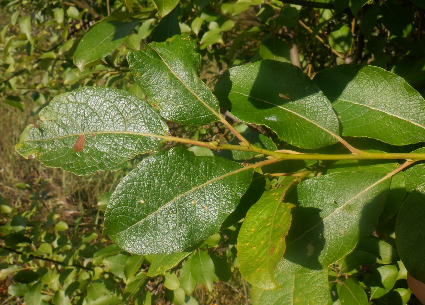 Image of Salix starkeana specimen.