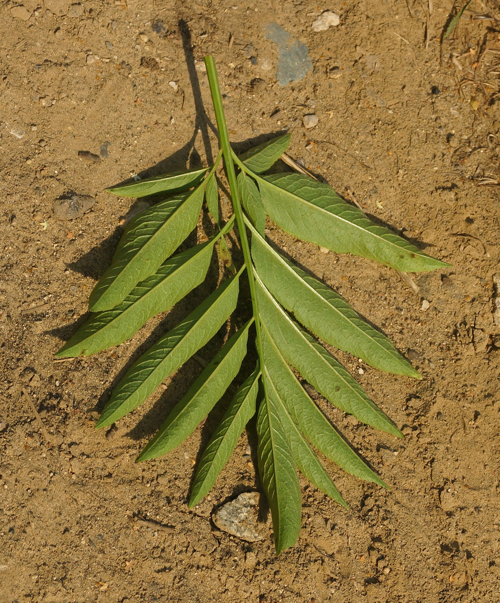 Изображение особи Sambucus ebulus.