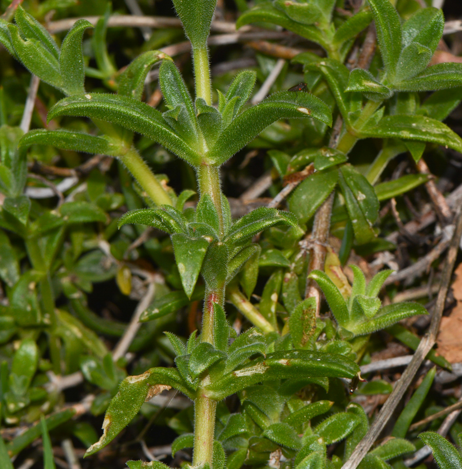 Изображение особи семейство Aizoaceae.
