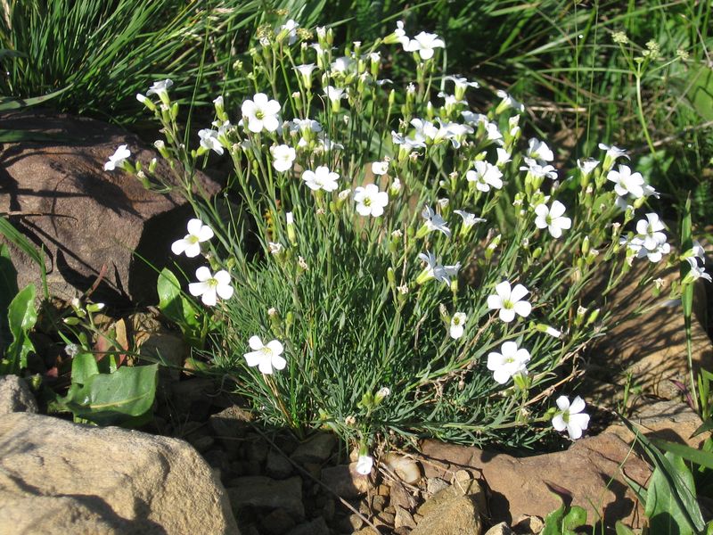 Image of Minuartia circassica specimen.